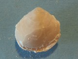 Brachiopod